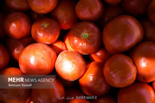 تمدید عوارض 70 درصدی صادرات گوجه فرنگی تا آخر سال