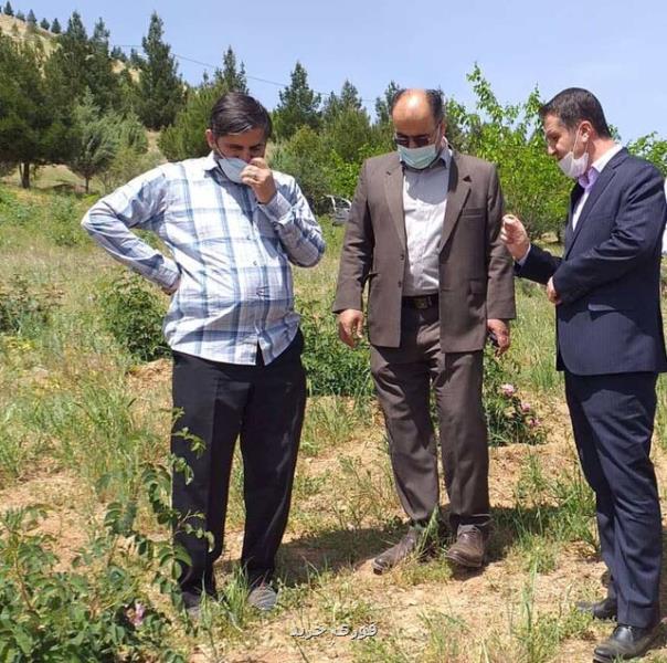 جهاد دانشگاهی لرستان در پرورش گونه های سازگار گیاهان دارویی پیش قدم است