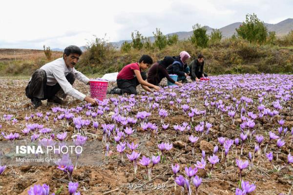 قیمت زعفران در بازارهای داخلی و خارجی منصفانه نیست