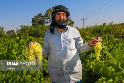 انگور استان مرکزی فاقد زنجیره ویژه تولید