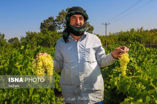 انگور استان مرکزی فاقد زنجیره ویژه تولید