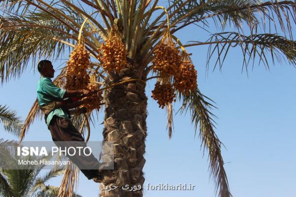 پاکستان بازار خرما را از ایران گرفت!