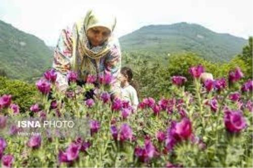 گیاهان دارویی مرهمی برای دشت بحران زده کاشمر