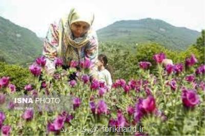 گیاهان دارویی مرهمی برای دشت بحران زده کاشمر