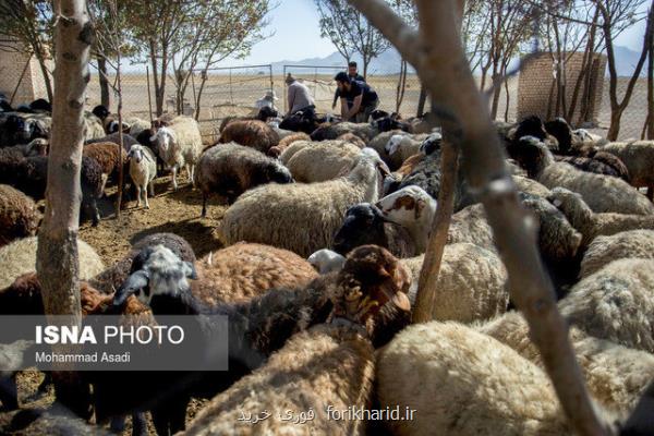 قاچاق دام از مرزهای غربی کشور