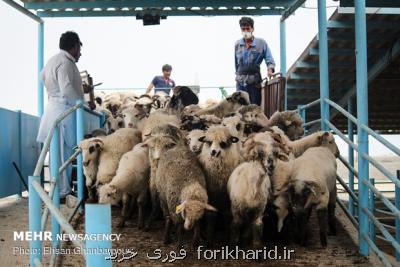 کشف بیش از ۱۴ هزار راس دام قاچاق