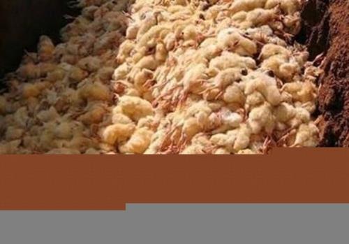 نیت اصلی معدوم سازی جوجه های یک روزه افزایش قیمت مرغ و تخم مرغ است