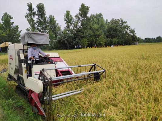 اجرای پایلوت طرح تولید برنج سالم