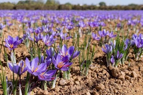 ورود زعفران نو به بازار از ۱۵ روز دیگر
