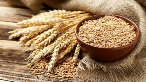 تعیین نرخ هر کیلو گندم برای خرید تضمینی ۱۹ ۵۰۰ تومان