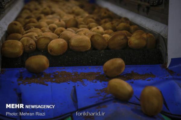 صادرات کیوی از ۷ مهر آزاد می شود