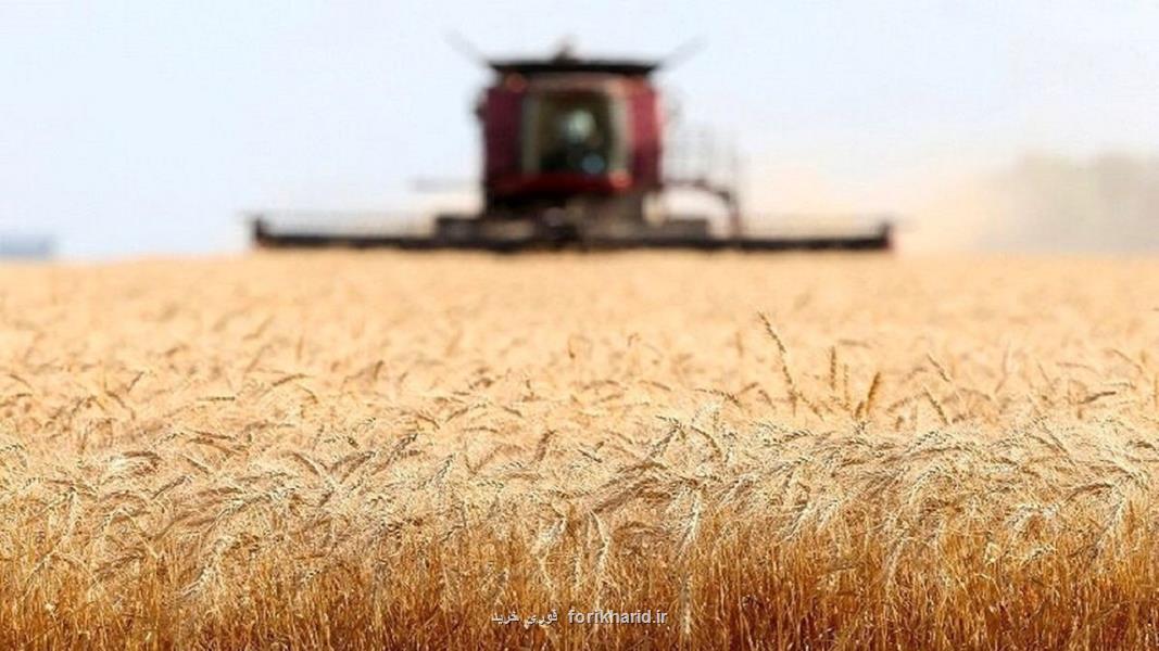 سال جاری یک میلیارد و 400 میلیون دلار ارز برای تأمین کسری گندم از کشور خارج می شود