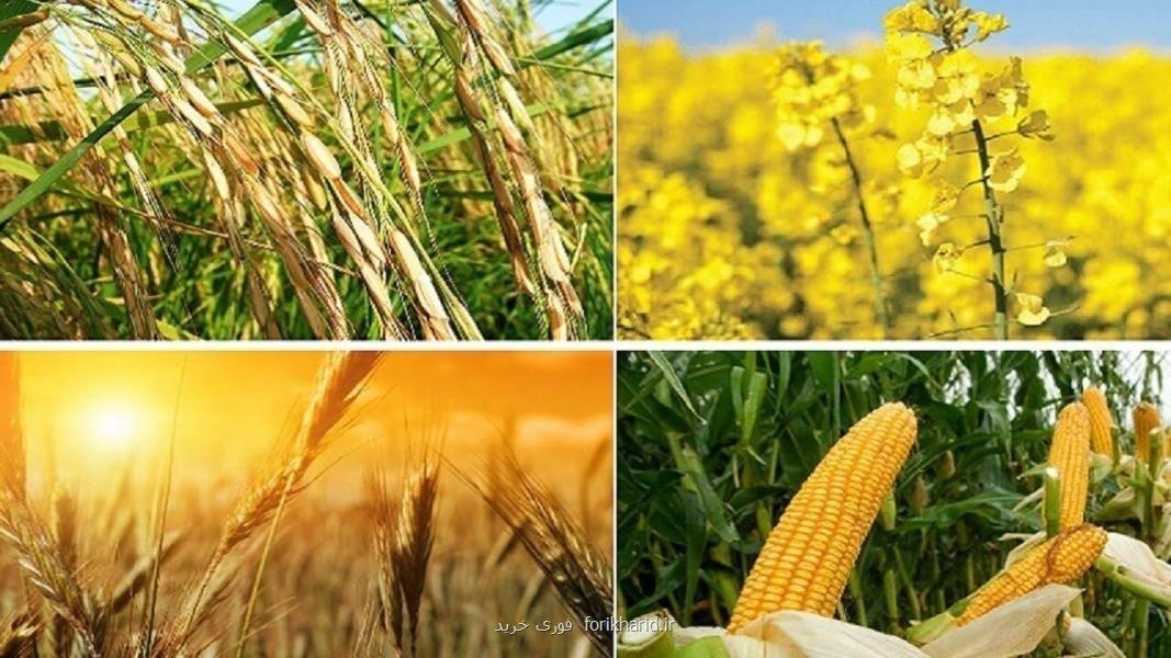 دولت بدنبال روش های جایگزین خرید تضمینی گندم است
