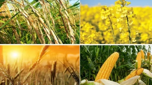 نرخ خرید تضمینی محصولات کشاورزی بزودی اعلام می شود