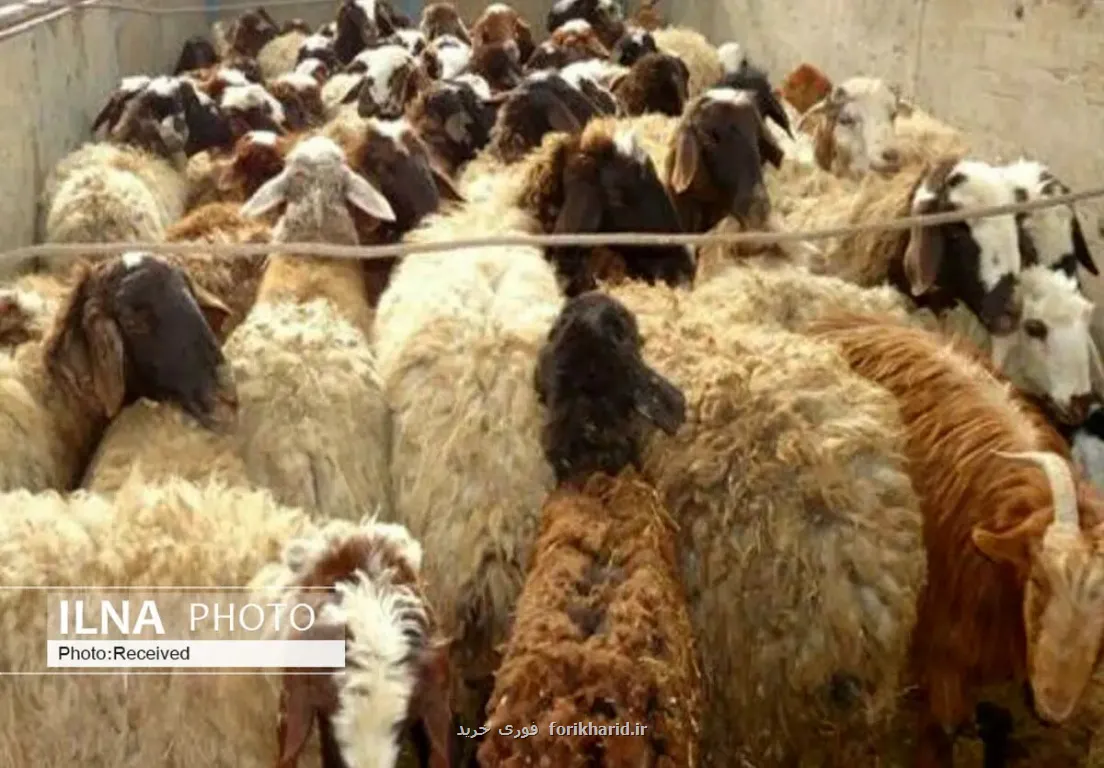 تناقض عجیب بازار گوشت دام ۳۰ درصد ارزان شد، گوشت برای مصرف کننده نه!