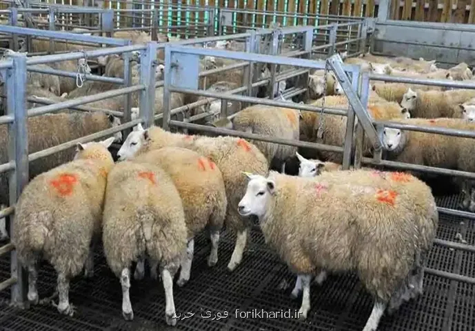 قیمت جدید دام زنده امروز ۶ شهریور ۱۴۰۵