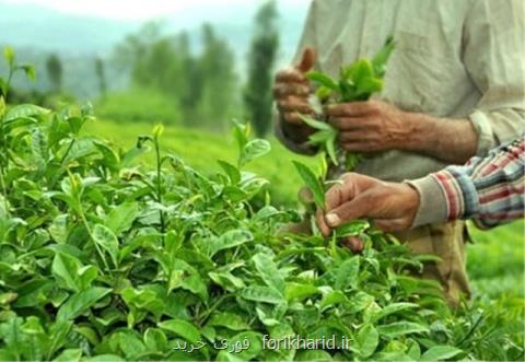 عباسی: قیمت ۱۸۰۰ تومانی برگ چای ناعادلانه است