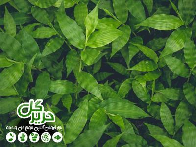 چند ترفند ساده برای زیبا كردن منزل با گیاهان آپارتمانی