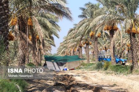 عوارض صادرات خرما برداشته شد
