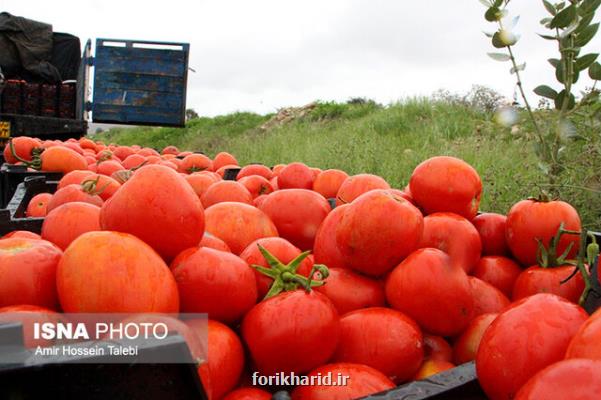تولید بیش از ۶ میلیون تن گوجه فرنگی در كشور
