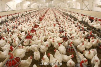 رشد ۵۳ و یك دهم درصدی قیمت مرغ گوشتی در تابستان ۹۹